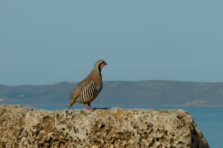 Wild Grouse_01_Sounio Cruise